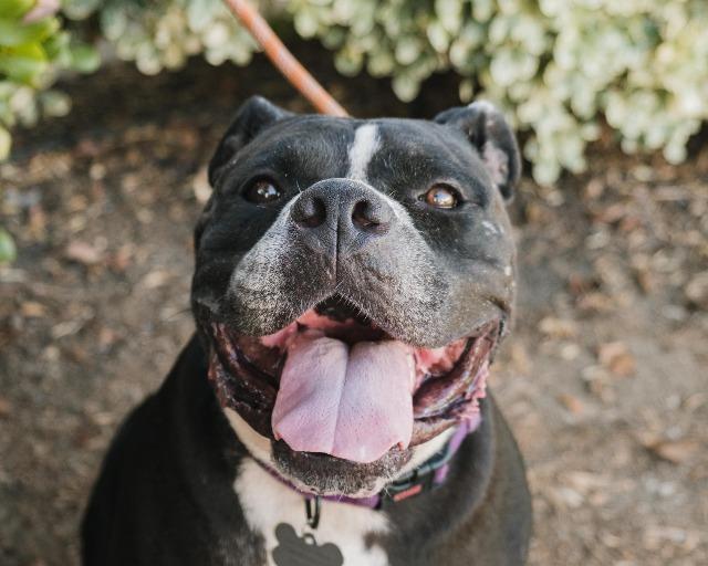 Enlarge Oslo, a Adoptable mixed breed in San Diego, CA image 3/4