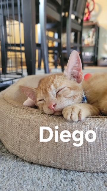 DIEGO, Adoptable, Kitten Male Domestic Short Hair.