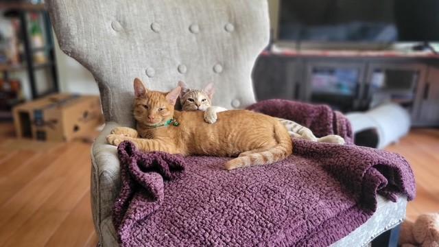 Enlarge DIEGO, a Adoptable Domestic Short Hair in pensacola, FL image 4/6