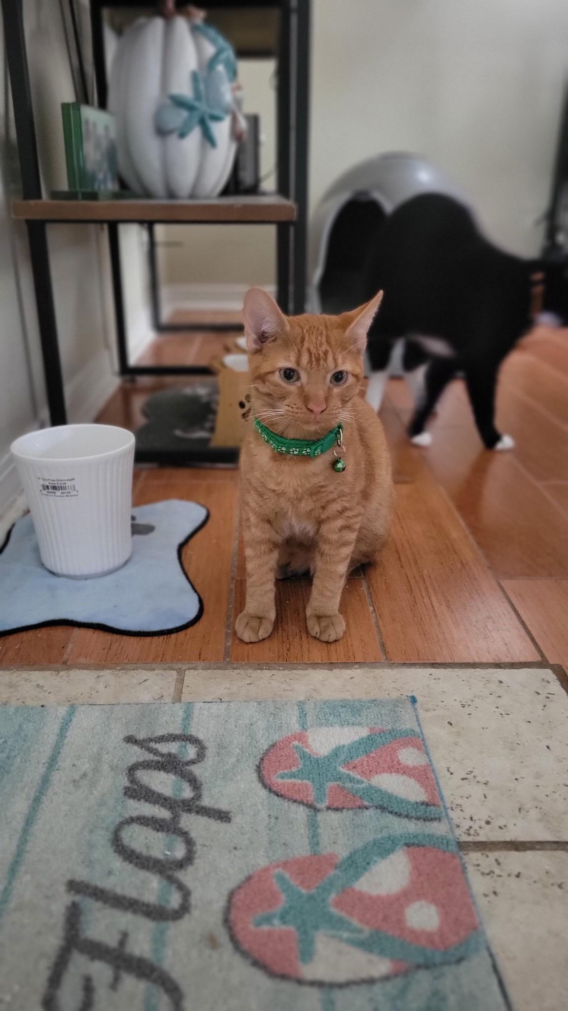 Enlarge DIEGO, a Adoptable Domestic Short Hair in pensacola, FL image 6/6