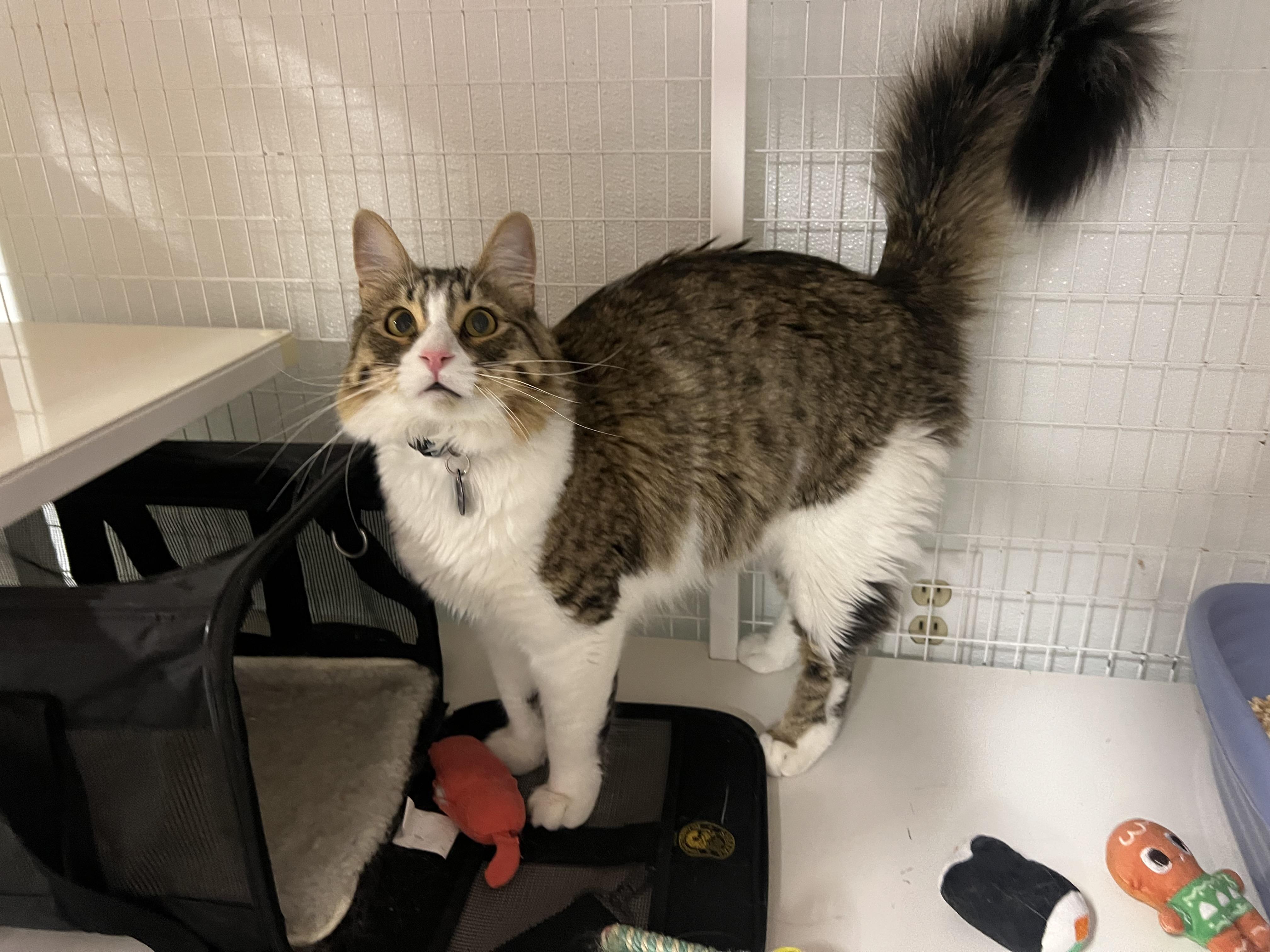 Squirrel, a Adoptable Domestic Medium Hair in San Luis Obispo, CA image 6/6