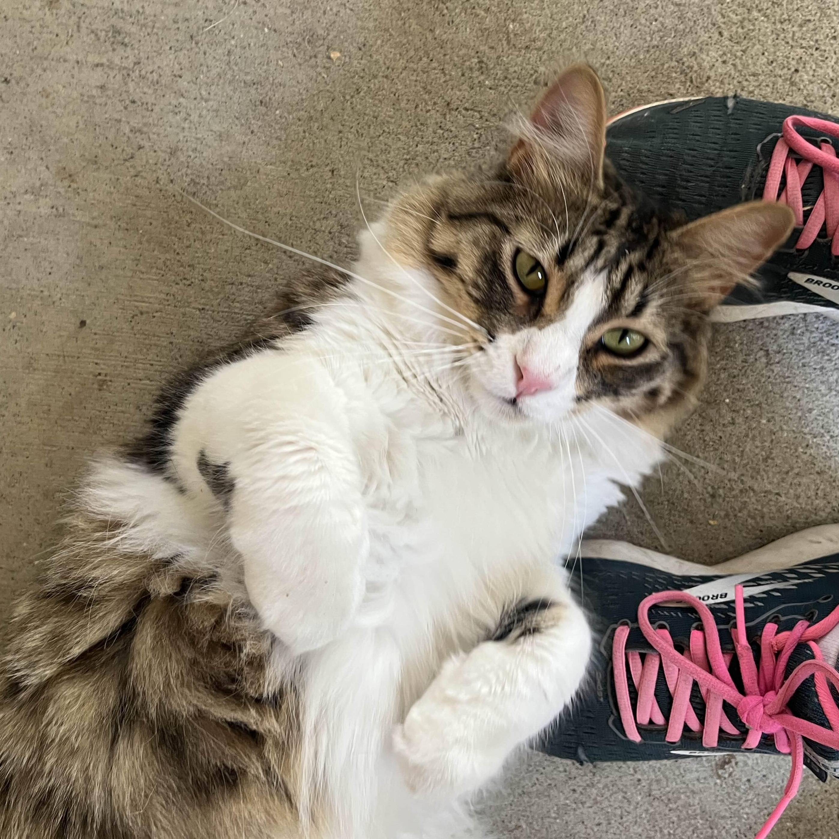 Squirrel, a Adoptable Domestic Medium Hair in San Luis Obispo, CA image 2/6