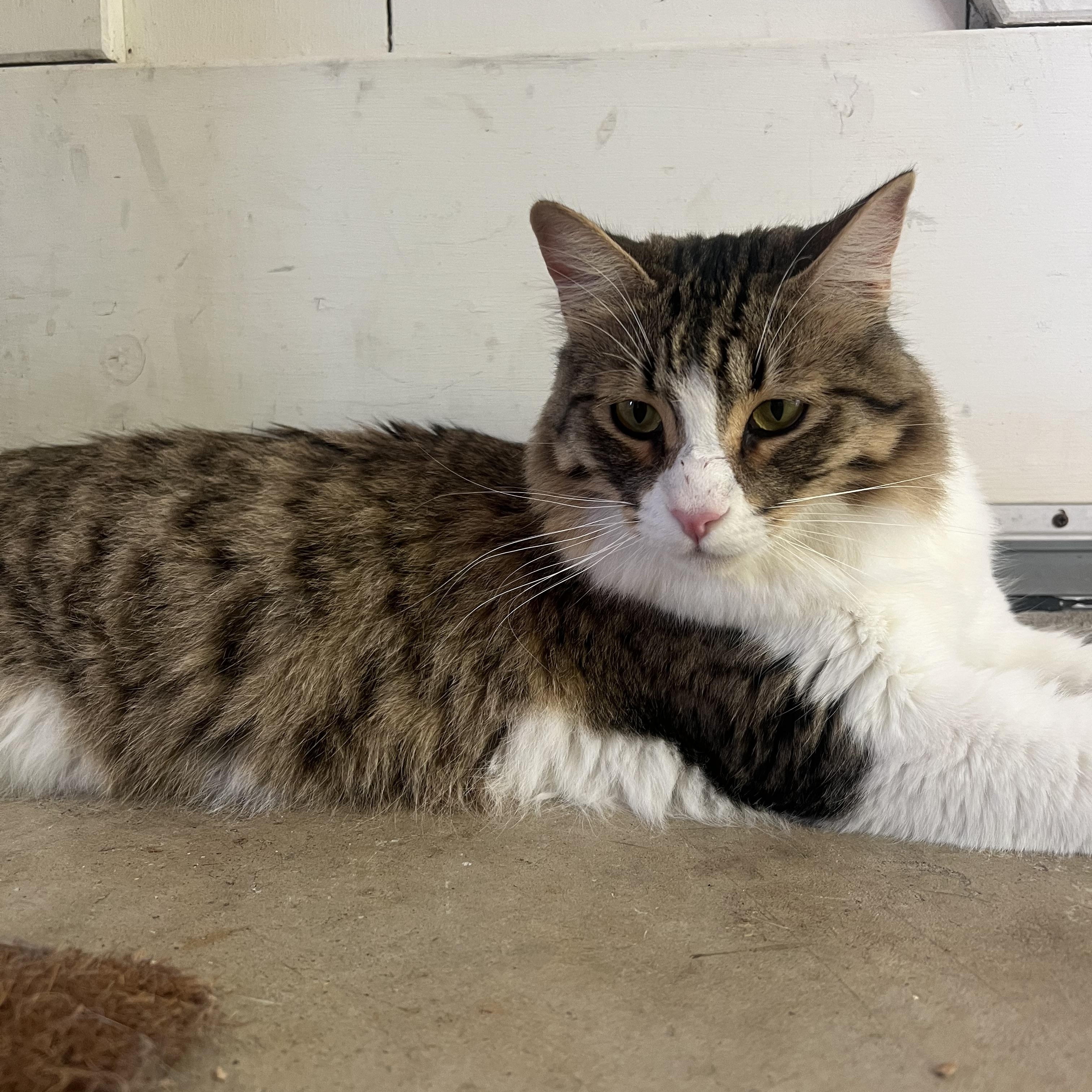 Squirrel, an adoptable Domestic Medium Hair in San Luis Obispo, CA, 93405 | Photo Image 3