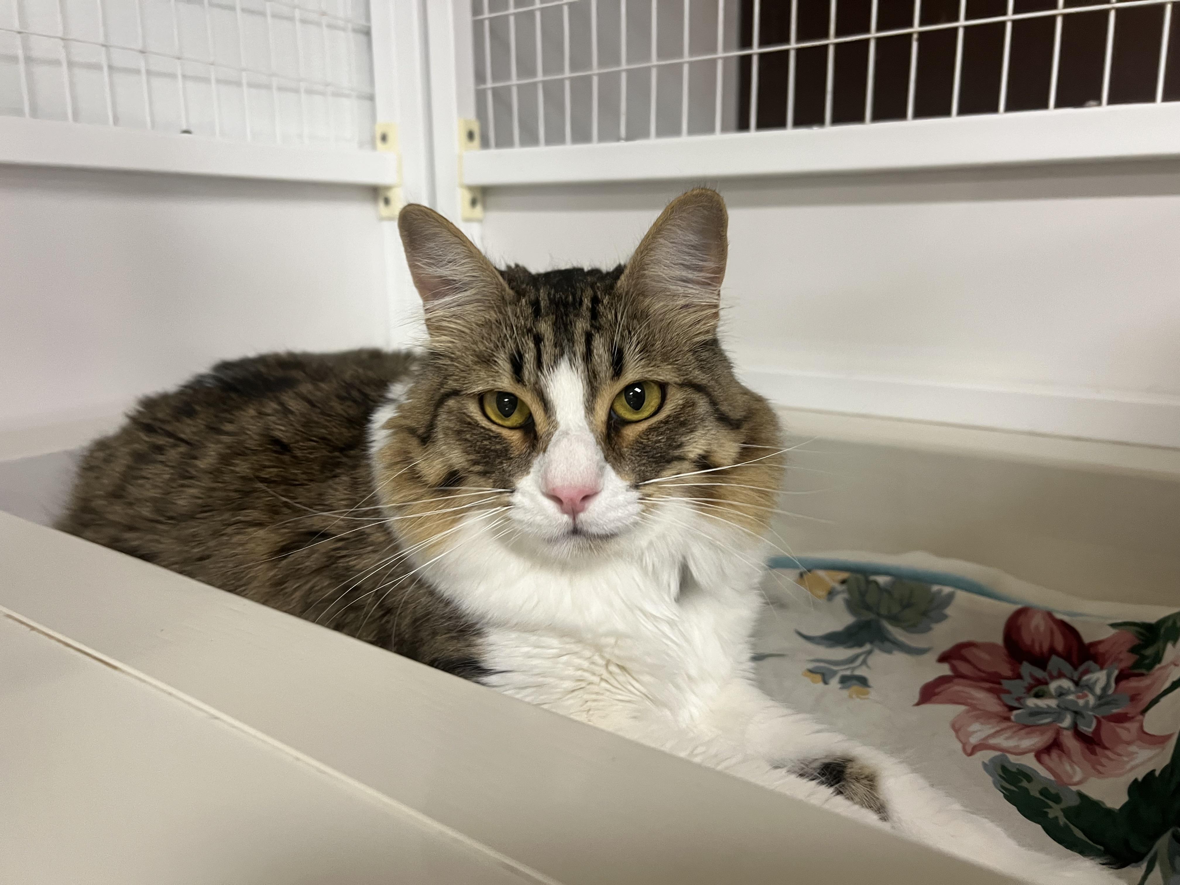 Squirrel, a Adoptable Domestic Medium Hair in San Luis Obispo, CA image 5/6