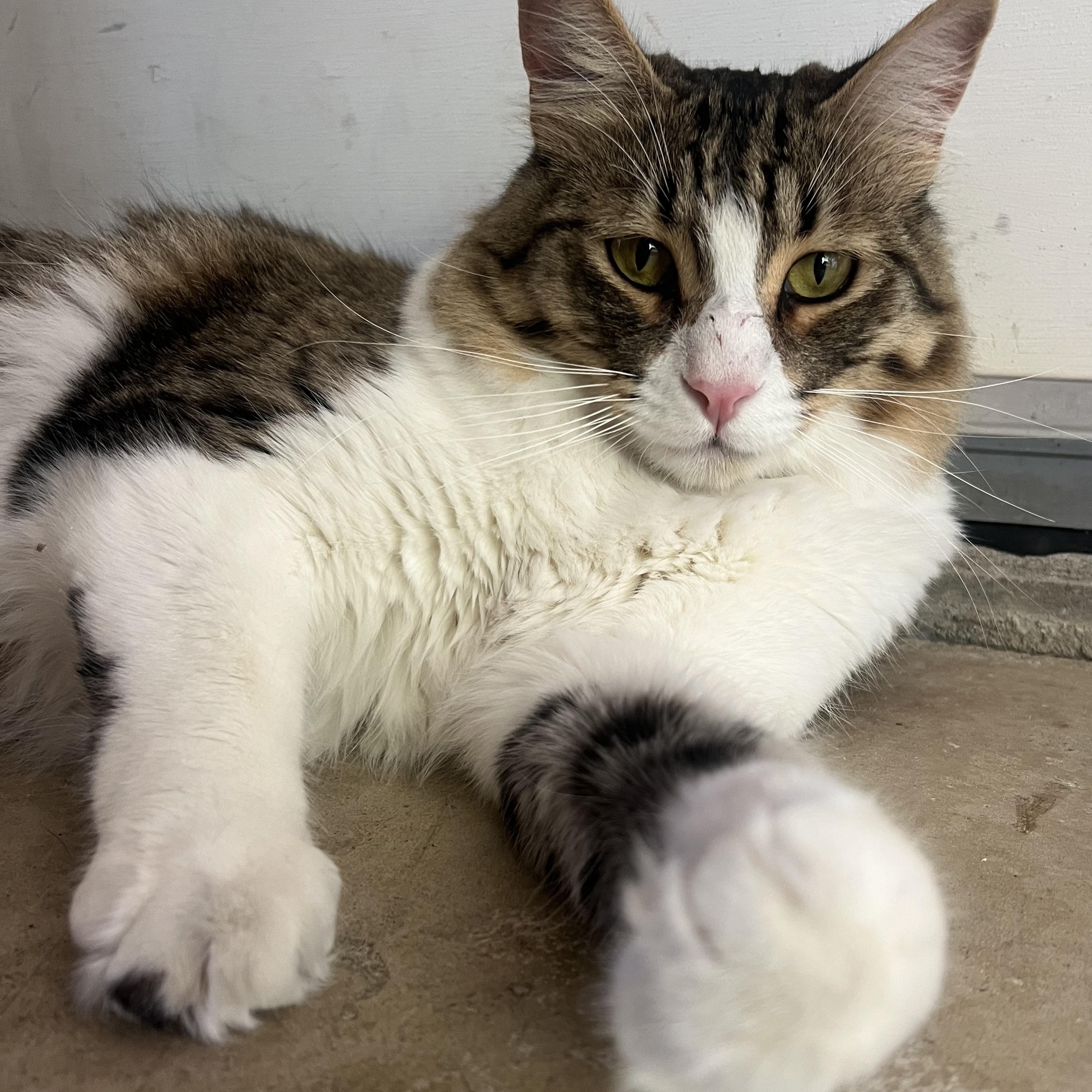 Squirrel, an adoptable Domestic Medium Hair in San Luis Obispo, CA, 93405 | Photo Image 4