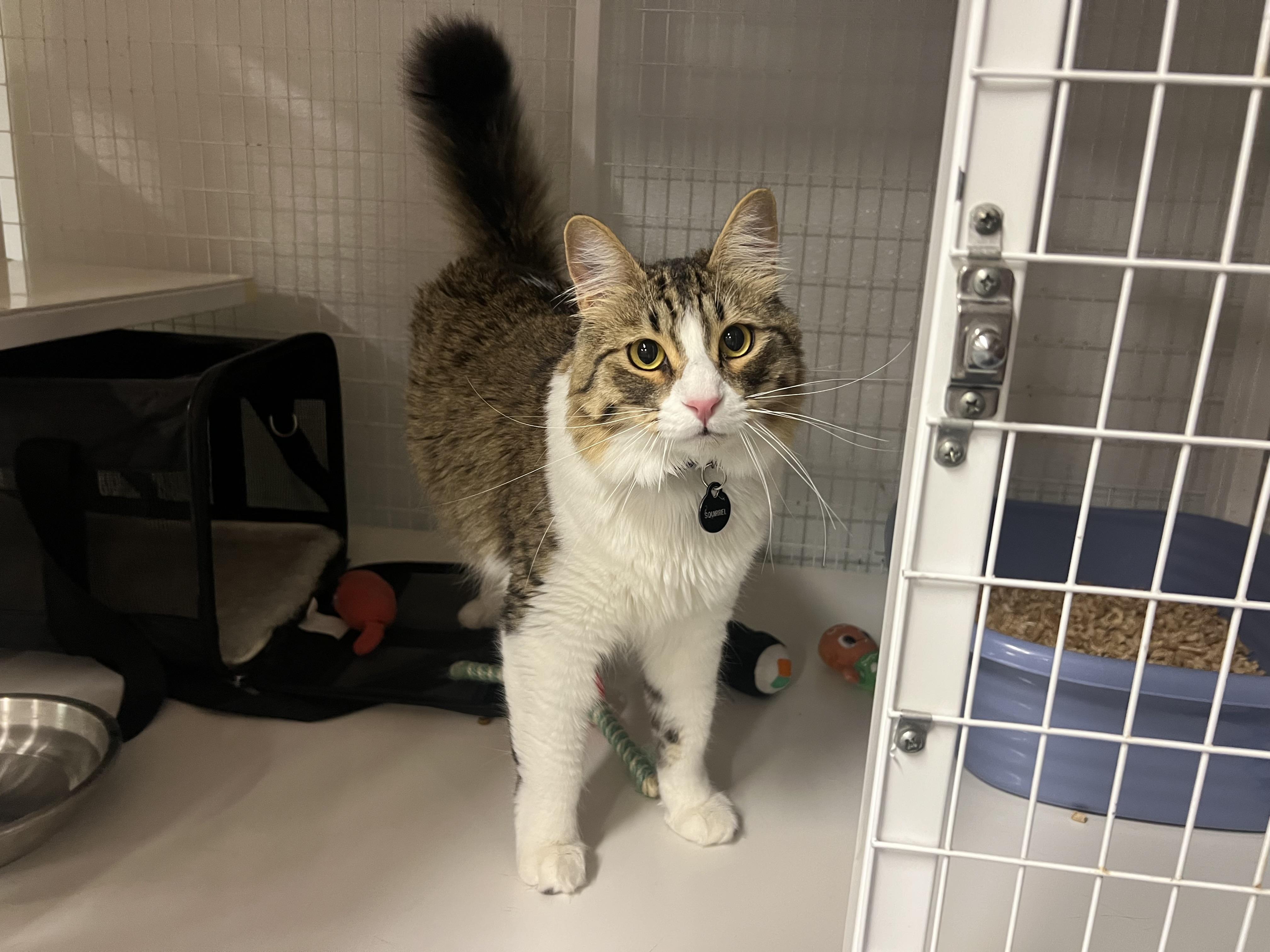 Squirrel, an adoptable Domestic Medium Hair in San Luis Obispo, CA, 93405 | Photo Image 1