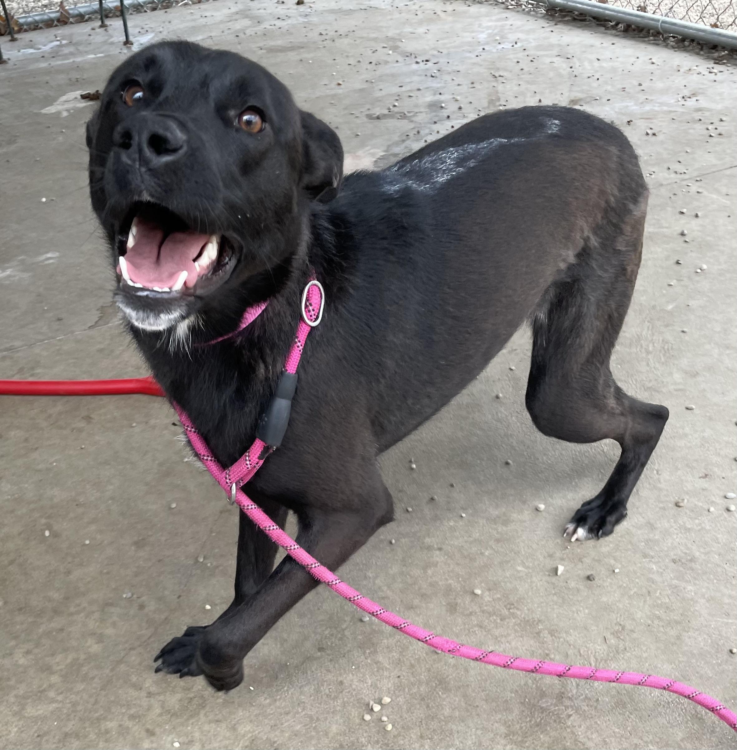 Enlarge Layah AVAILABLE , a ADOPTABLE mixed breed in Canton, OH image 2/6