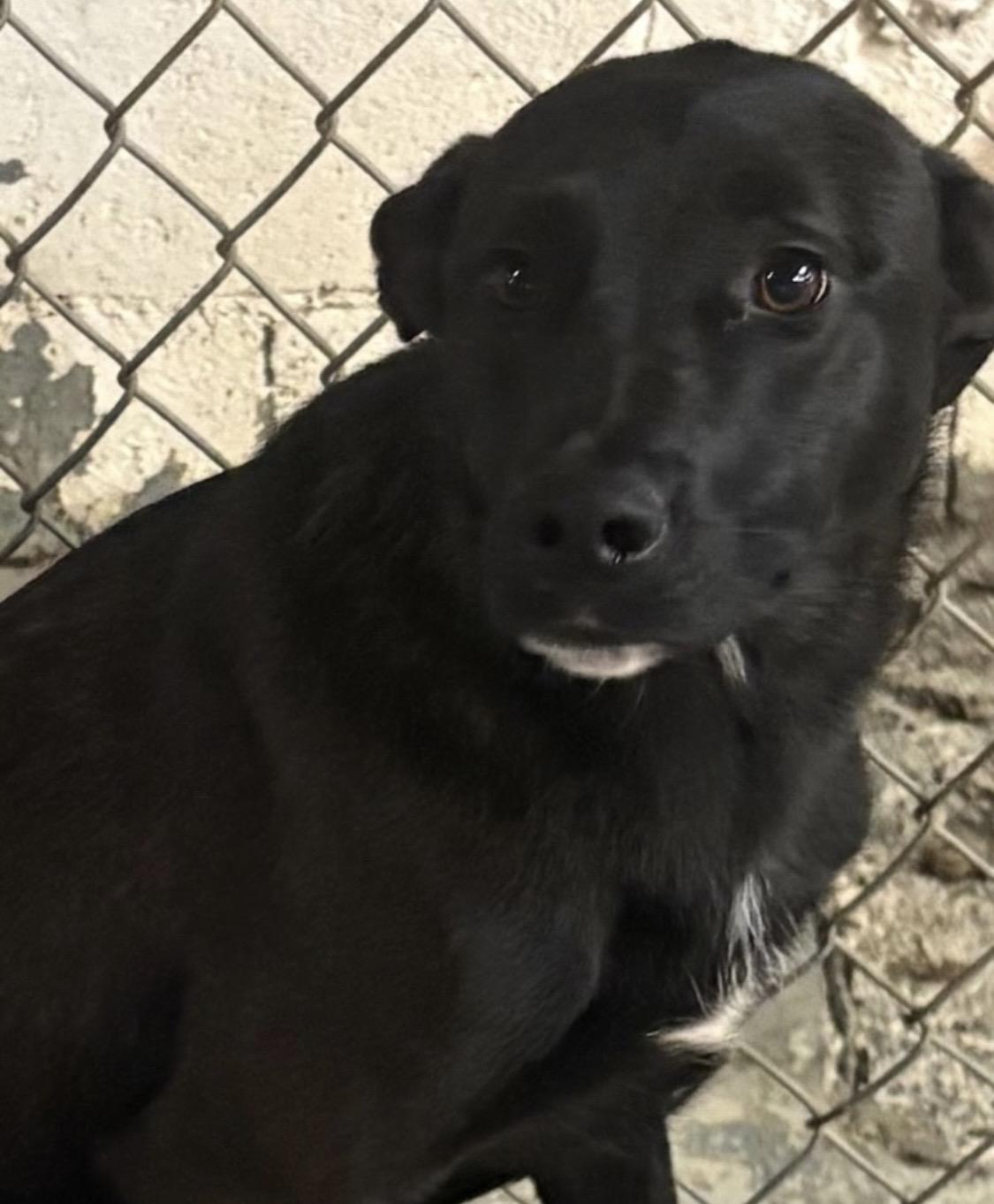 Enlarge Layah AVAILABLE , a ADOPTABLE mixed breed in Canton, OH image 6/6