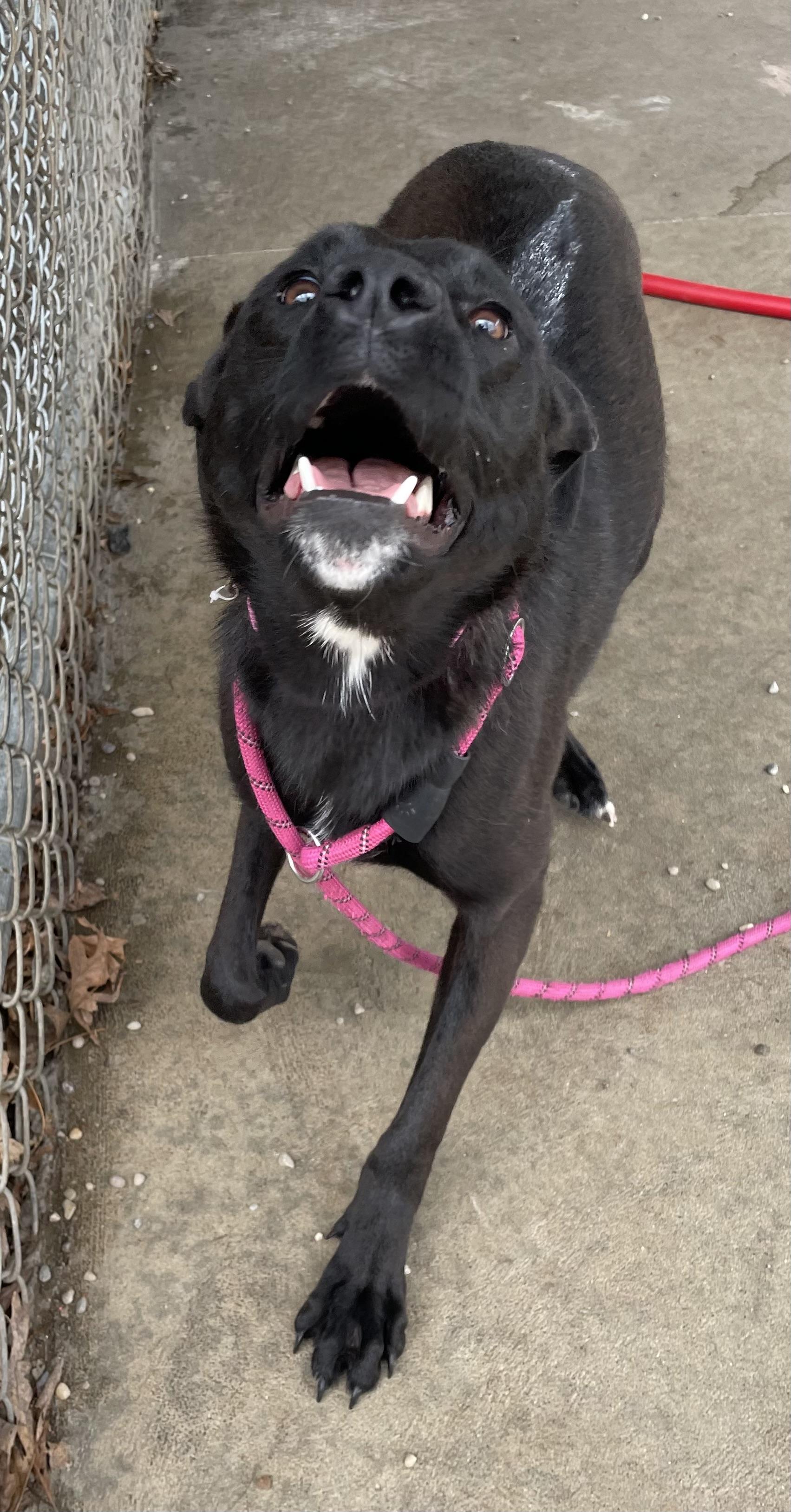 Enlarge Layah AVAILABLE , a ADOPTABLE mixed breed in Canton, OH image 3/6