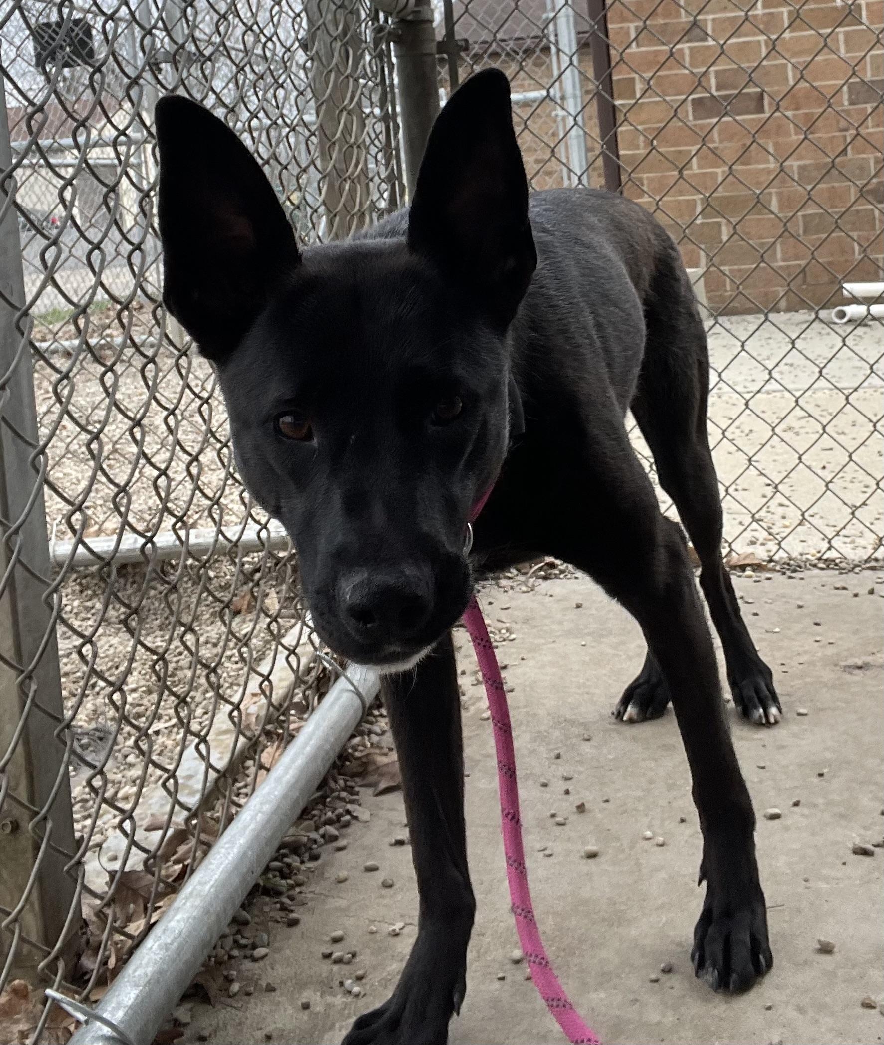 Enlarge Layah AVAILABLE , a ADOPTABLE mixed breed in Canton, OH image 4/6