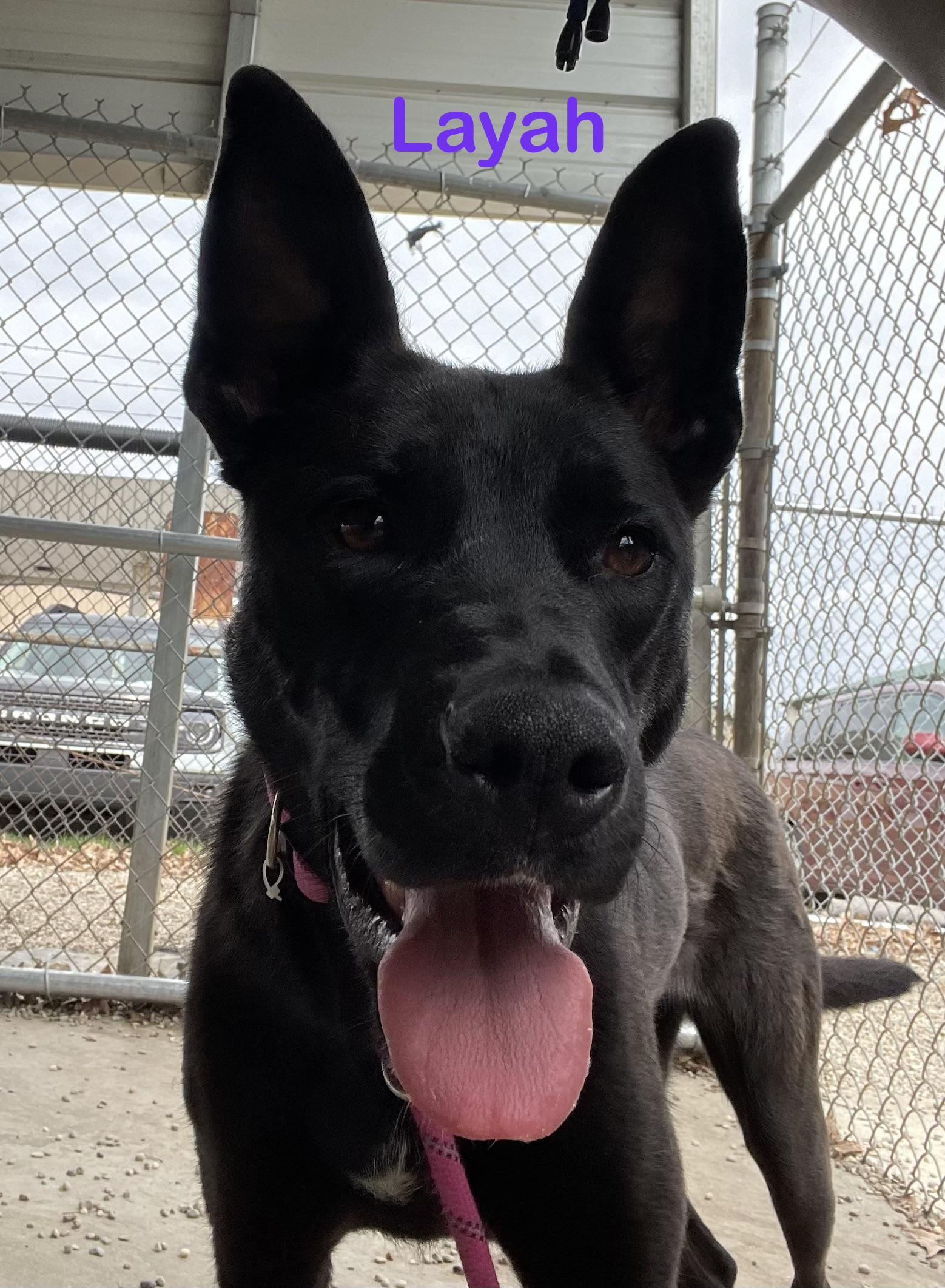 Enlarge Layah AVAILABLE , a ADOPTABLE mixed breed in Canton, OH image 1/6