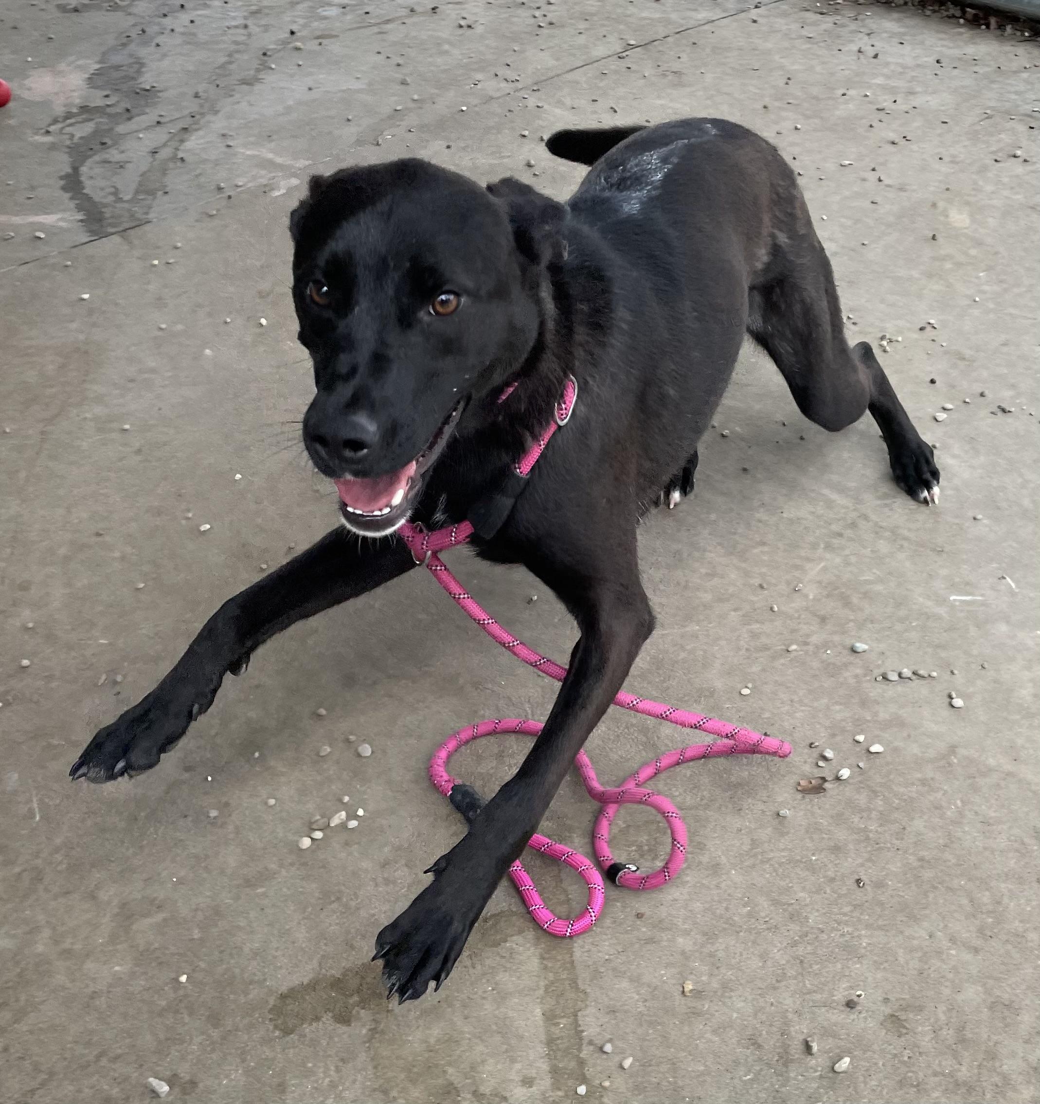 Enlarge Layah AVAILABLE , a ADOPTABLE mixed breed in Canton, OH image 5/6