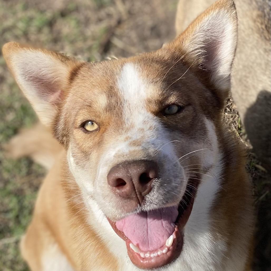 Enlarge Ruby, a Adoptable mixed breed in Lockhart, TX image 1/3
