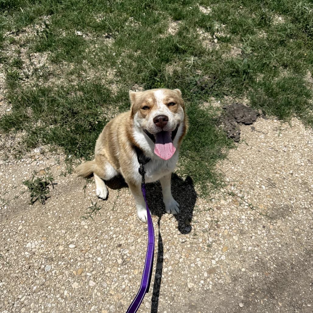 Enlarge Ruby, a Adoptable mixed breed in Lockhart, TX image 2/3