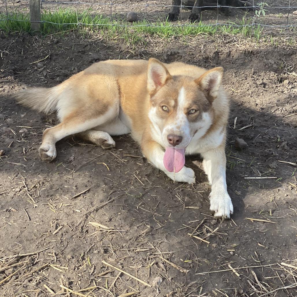 Enlarge Ruby, a Adoptable mixed breed in Lockhart, TX image 3/3