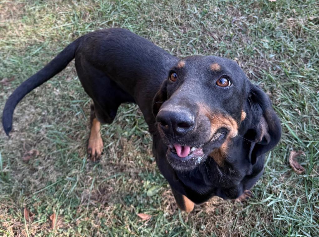 Quincy, Adoptable, Adult Female Hound.