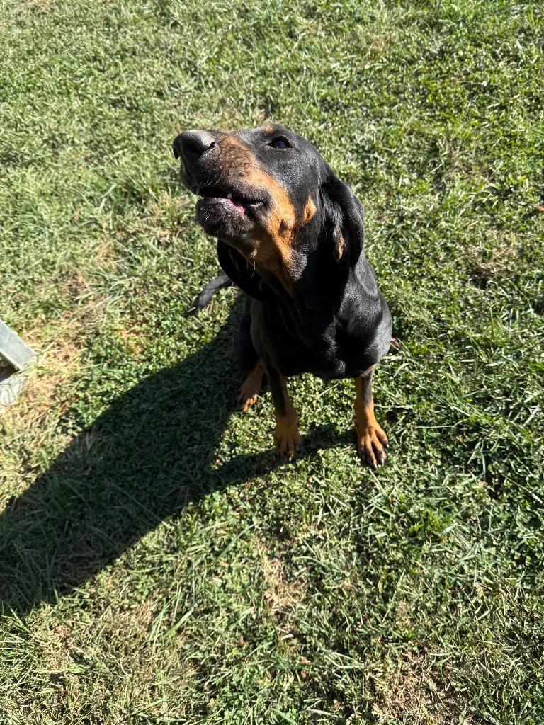 Enlarge Quincy, a Adoptable Hound in Greencastle, IN image 1/6