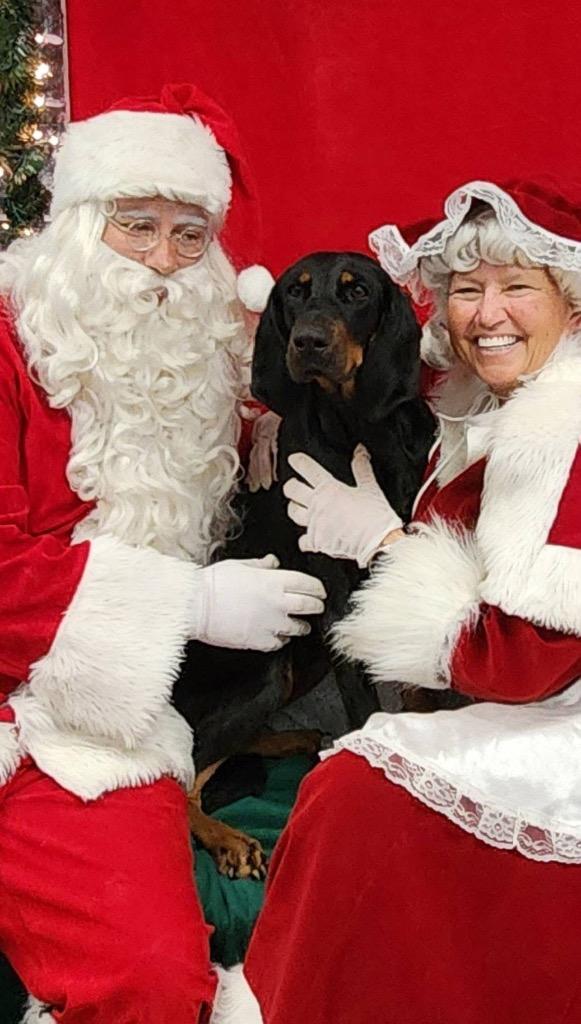 Quincy, a Adoptable Hound in Greencastle, IN image 2/4