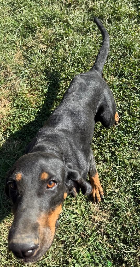 Quincy, a Adoptable Hound in Greencastle, IN image 3/4