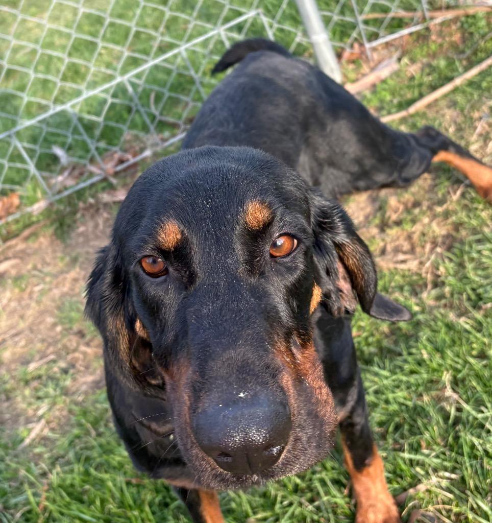 Enlarge Quincy, a Adoptable Hound in Greencastle, IN image 5/6