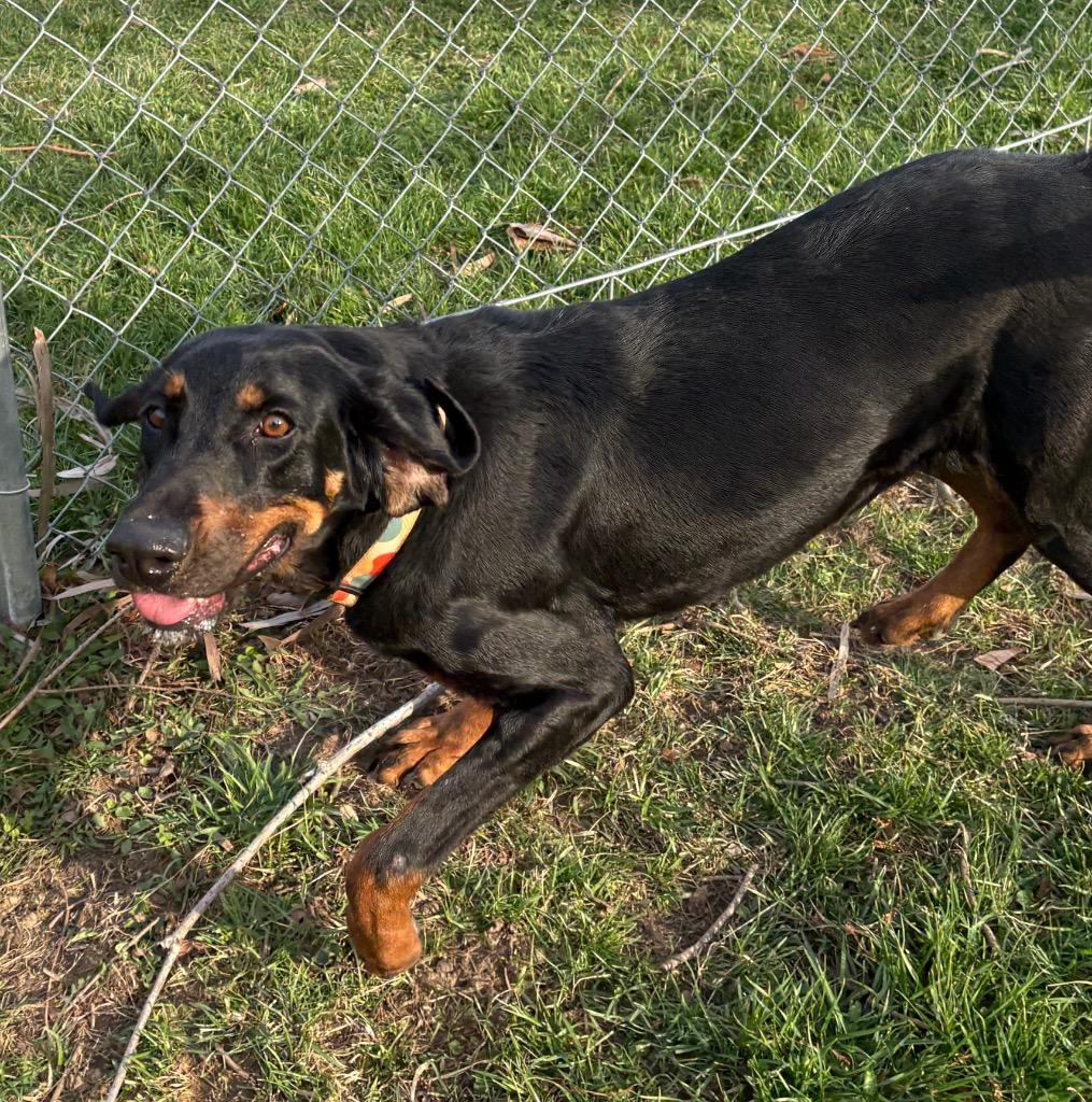 Enlarge Quincy, a Adoptable Hound in Greencastle, IN image 6/6