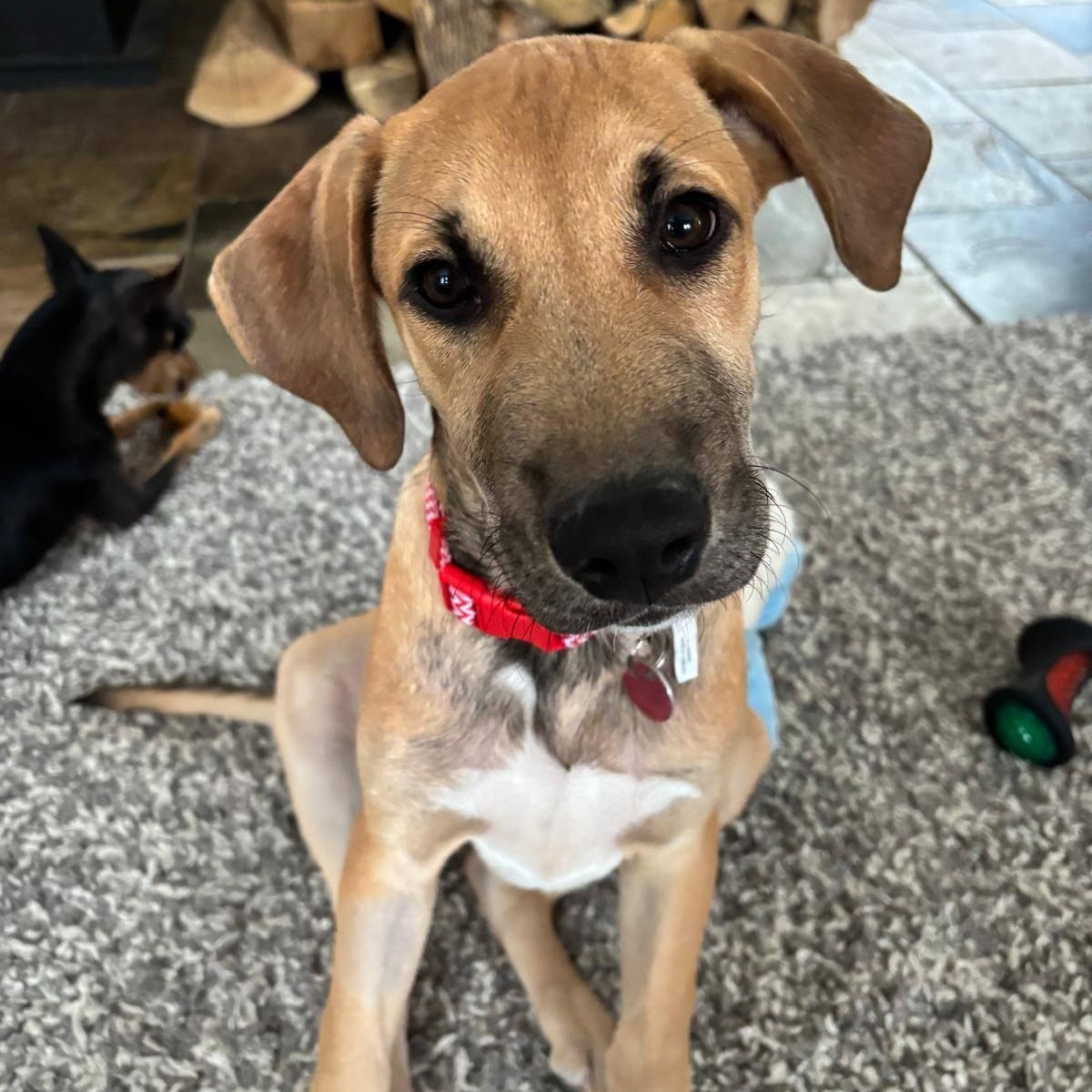 Enlarge Eric, a ADOPTABLE mixed breed in Williamsburg, ON image 4/6