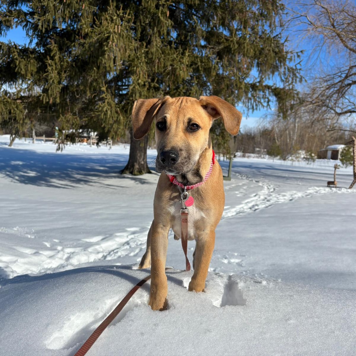 Enlarge Eric, a ADOPTABLE mixed breed in Williamsburg, ON image 6/6