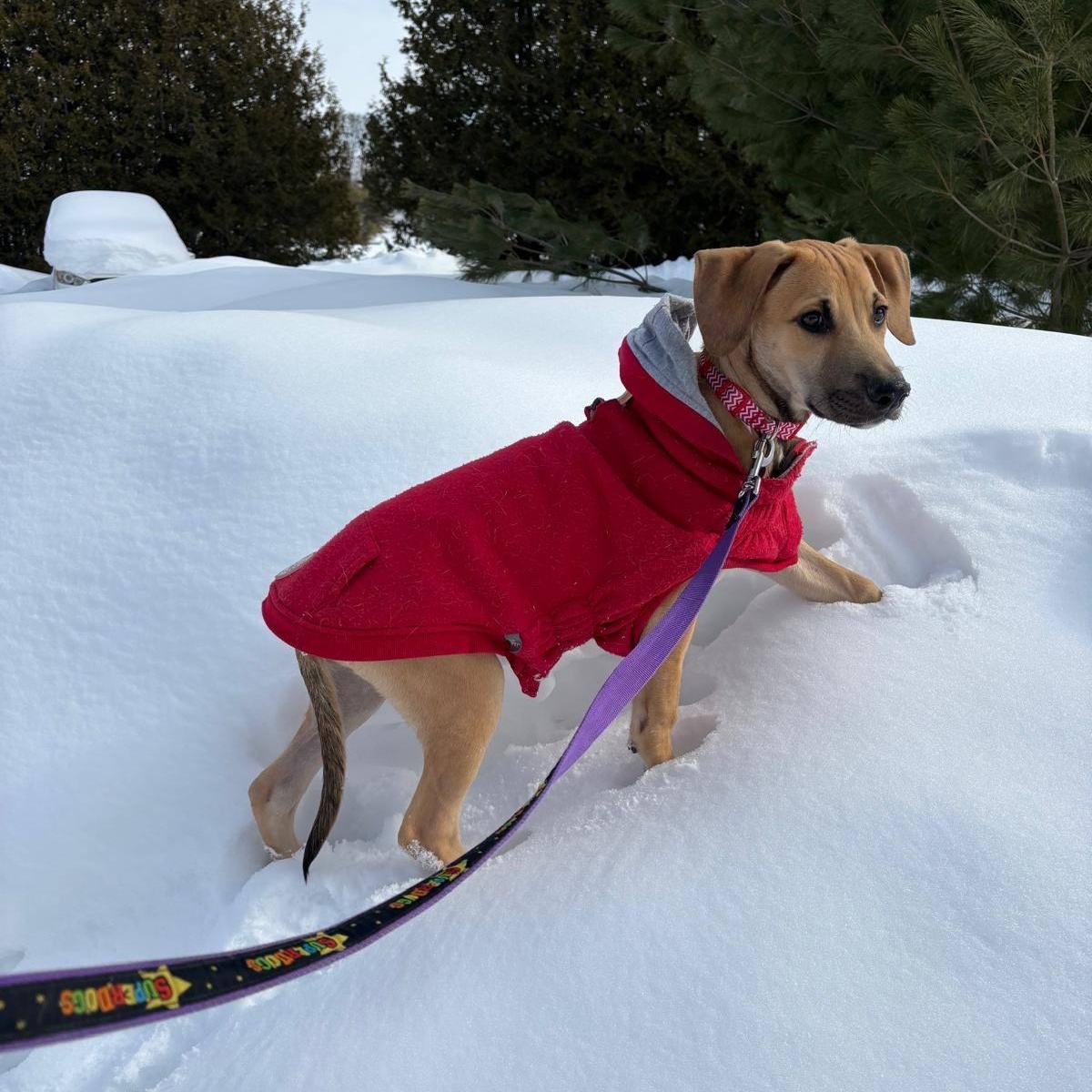 Enlarge Eric, a ADOPTABLE mixed breed in Williamsburg, ON image 3/6