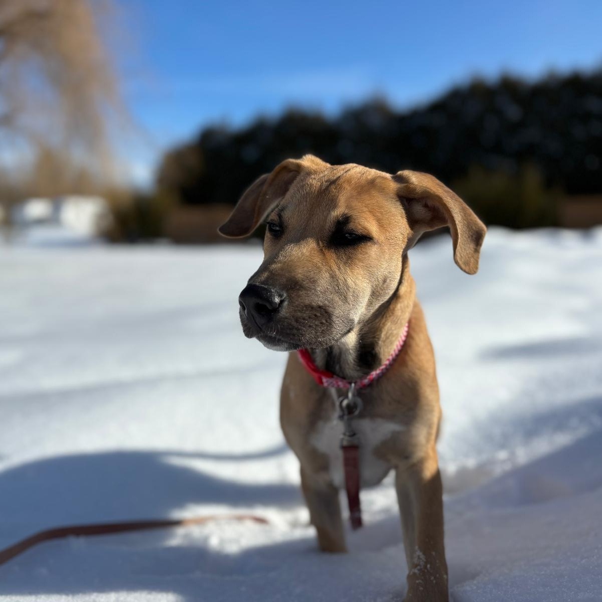 Enlarge Eric, a ADOPTABLE mixed breed in Williamsburg, ON image 5/6