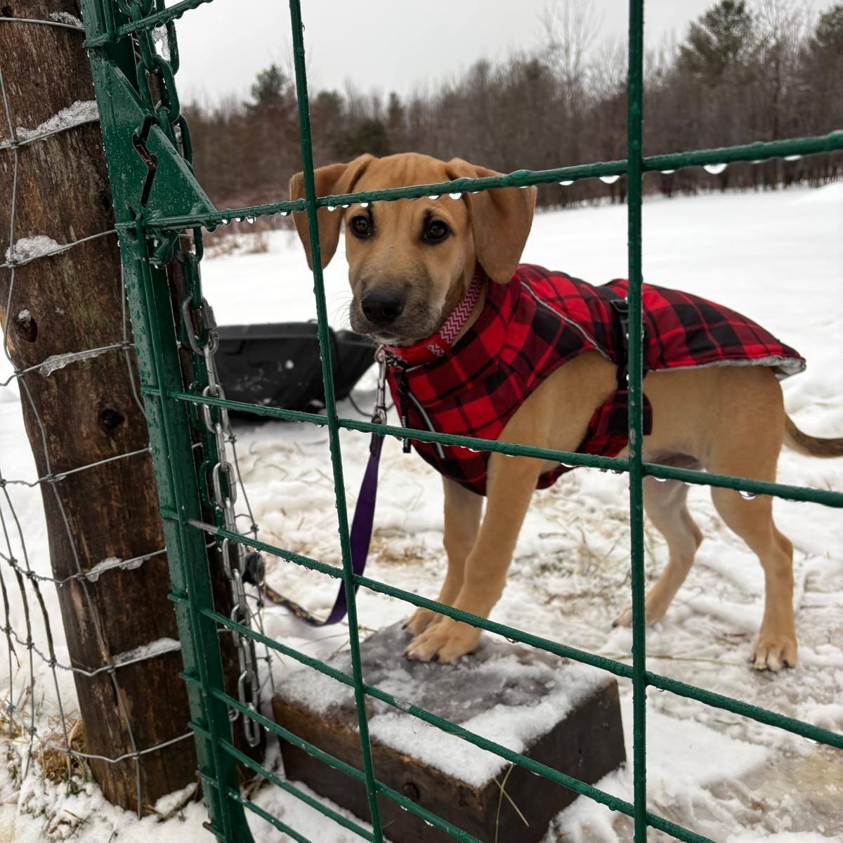 Enlarge Eric, a ADOPTABLE mixed breed in Williamsburg, ON image 2/6