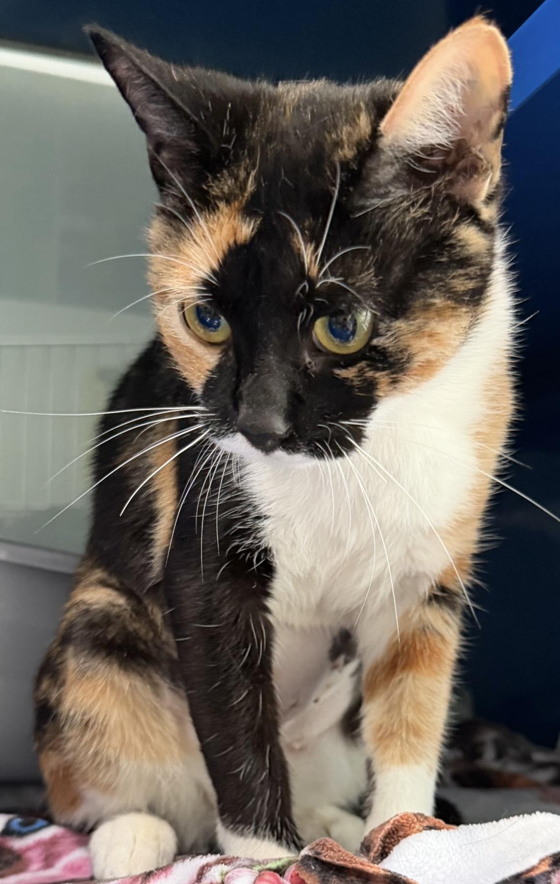 Enlarge Marigold, an adopted Domestic Short Hair in Sault Sainte Marie, MI image 2/4