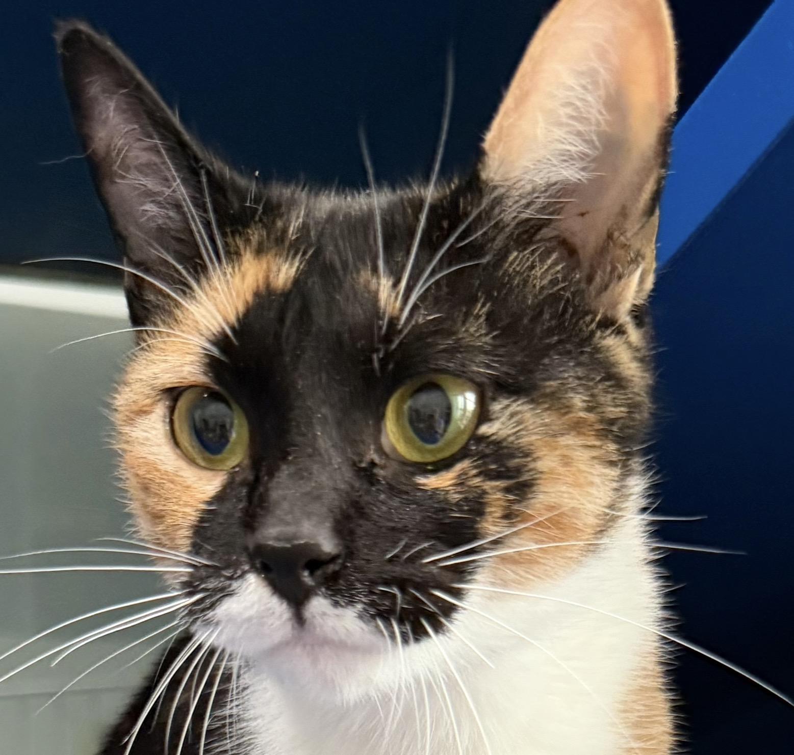 Enlarge Marigold, an adopted Domestic Short Hair in Sault Sainte Marie, MI image 1/4