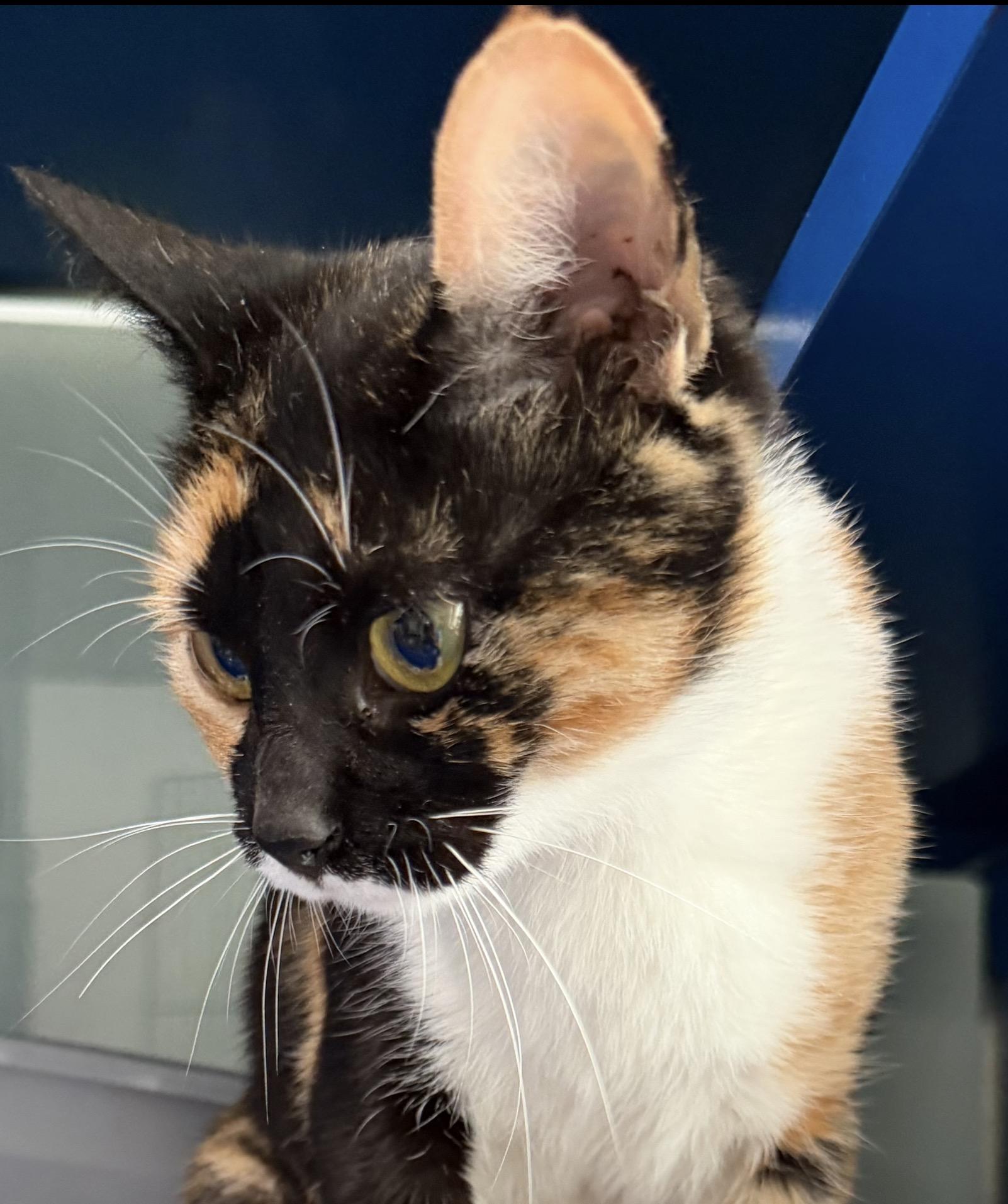 Enlarge Marigold, an adopted Domestic Short Hair in Sault Sainte Marie, MI image 3/4