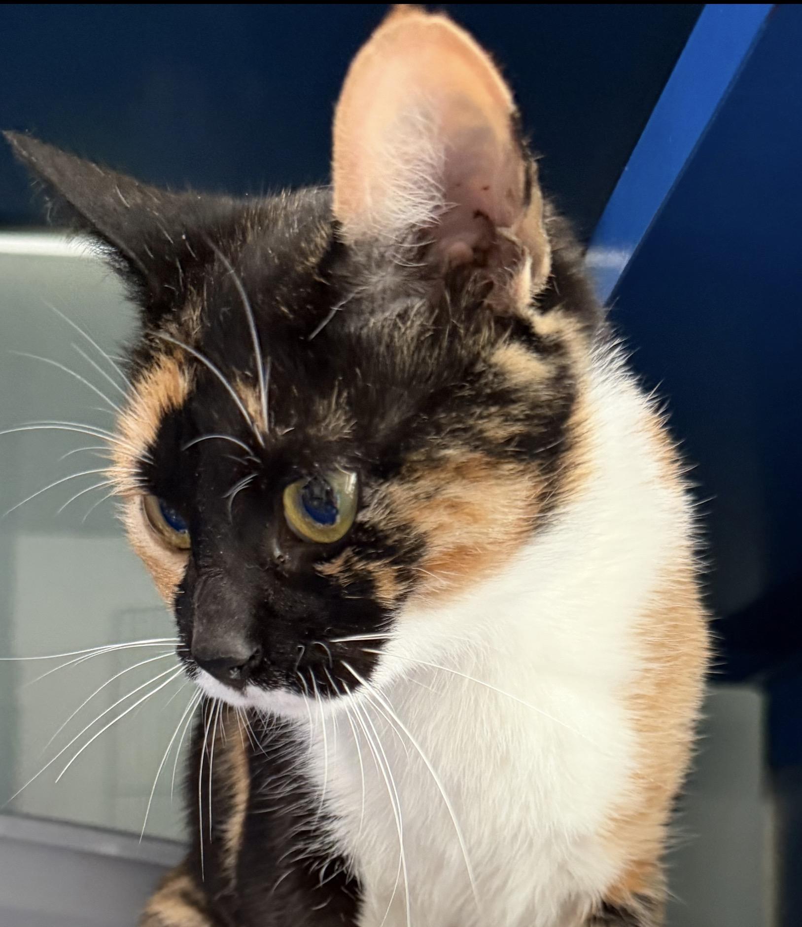 Enlarge Marigold, an adopted Domestic Short Hair in Sault Sainte Marie, MI image 4/4