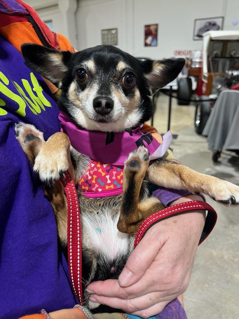 Enlarge Daisy, a Adoptable mixed breed in Weatherford, TX image 3/3