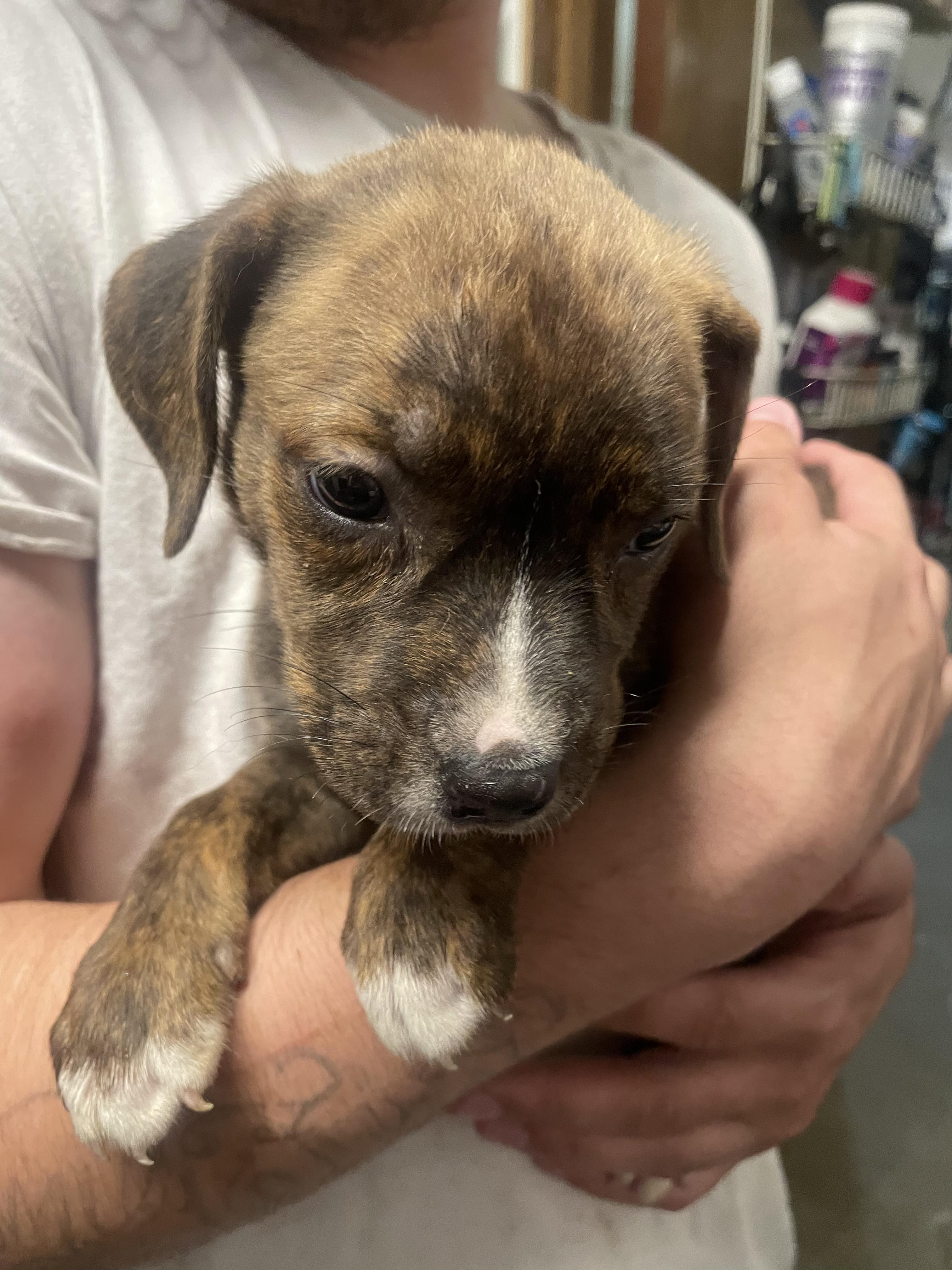 P-10 Pinkie, adopted, Puppy Female Border Collie & Pit Bull Terrier.