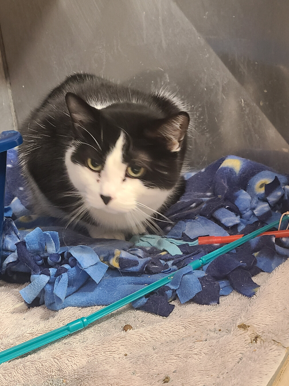 Enlarge PLATYPUS PERRY *FUN GUY WITH A QUIRK*, a Adoptable Domestic Short Hair in Barron, WI image 5/8