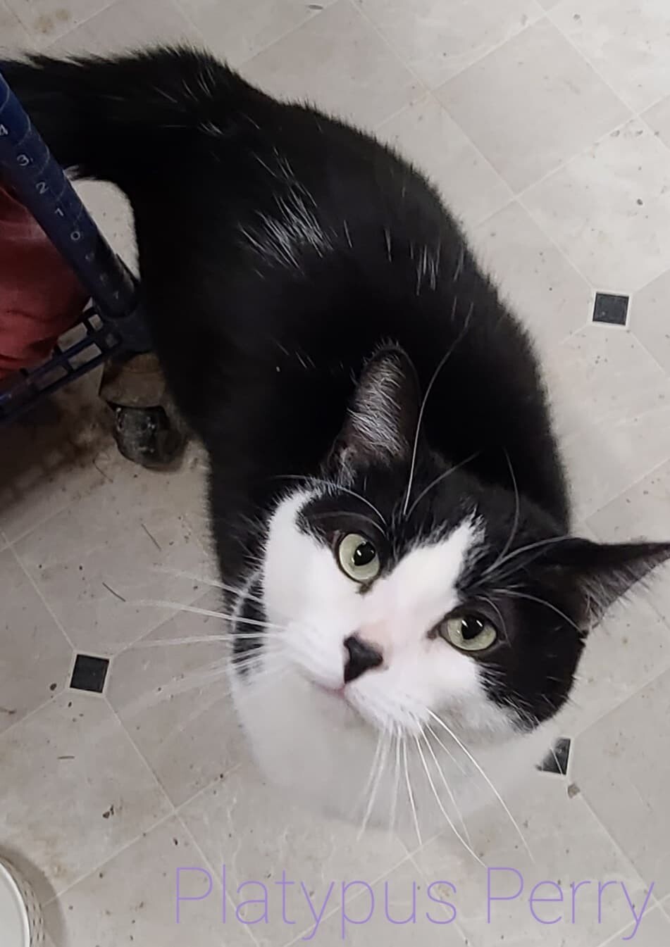 Enlarge PLATYPUS PERRY *FUN GUY WITH A QUIRK*, a Adoptable Domestic Short Hair in Barron, WI image 6/8