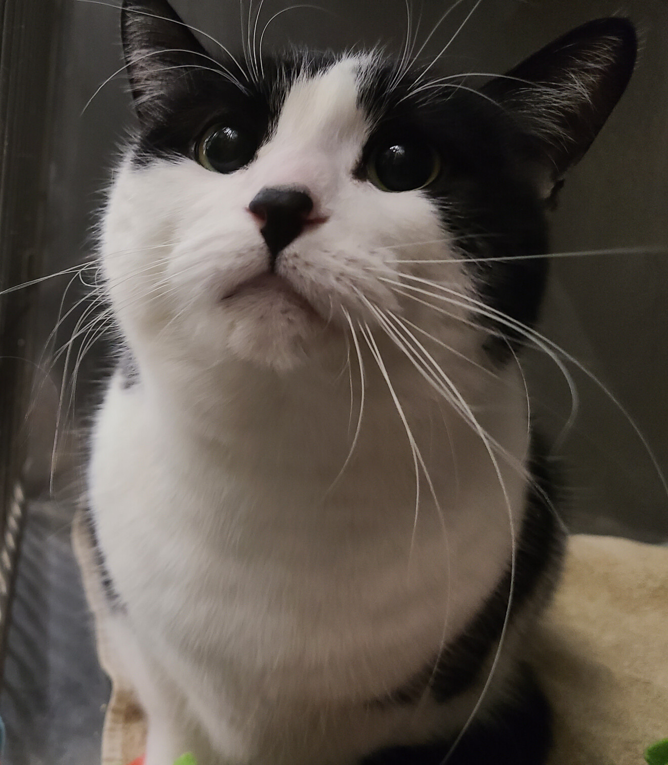 Enlarge PLATYPUS PERRY *FUN GUY WITH A QUIRK*, a Adoptable Domestic Short Hair in Barron, WI image 7/8