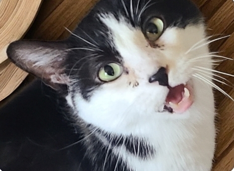 Enlarge PLATYPUS PERRY *FUN GUY WITH A QUIRK*, a Adoptable Domestic Short Hair in Barron, WI image 8/8