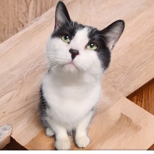 Enlarge PLATYPUS PERRY *FUN GUY WITH A QUIRK*, a Adoptable Domestic Short Hair in Barron, WI image 1/8