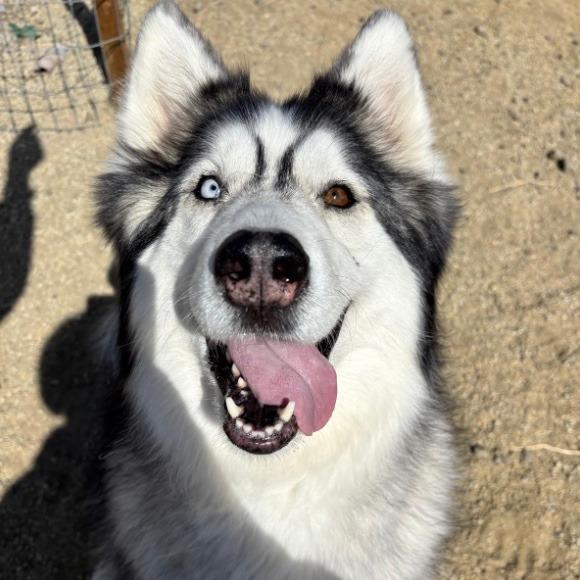 Leia, Adoptable, Adult Female Siberian Husky.