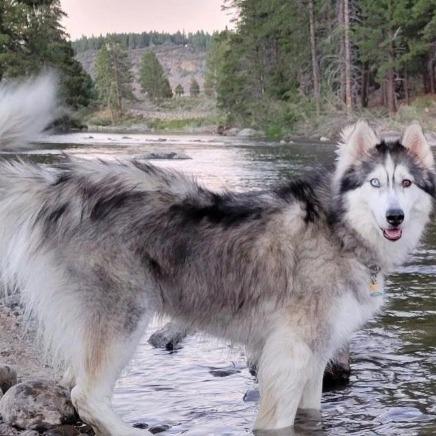 Leia, a Adoptable Siberian Husky in Stagecoach, NV image 2/2