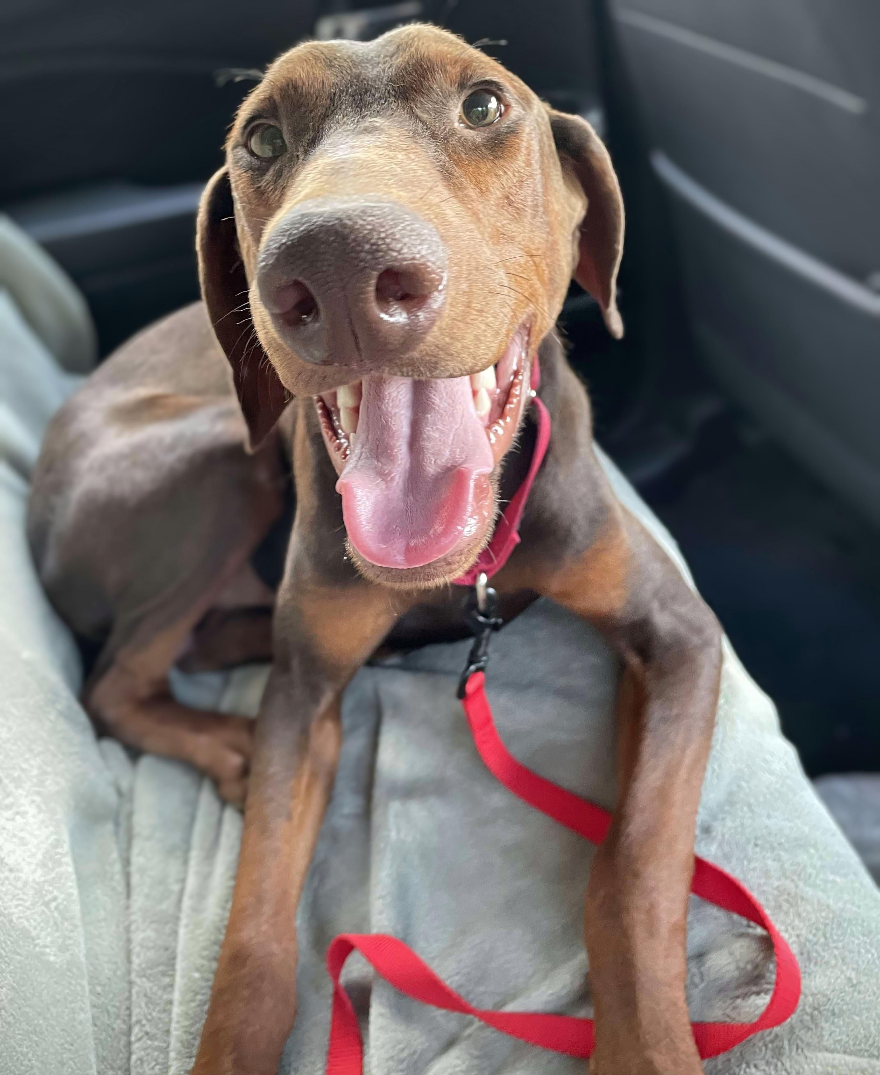 Memphis Age1 Male Neutered Microchipped Heartworm Negative Up to date on all vaccines  monthly pr
