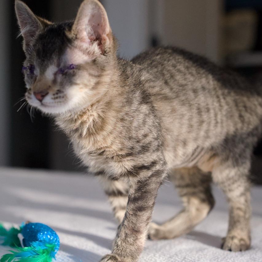 Enlarge Beanie, a Adoptable Domestic Short Hair in Nashville, TN image 1/6