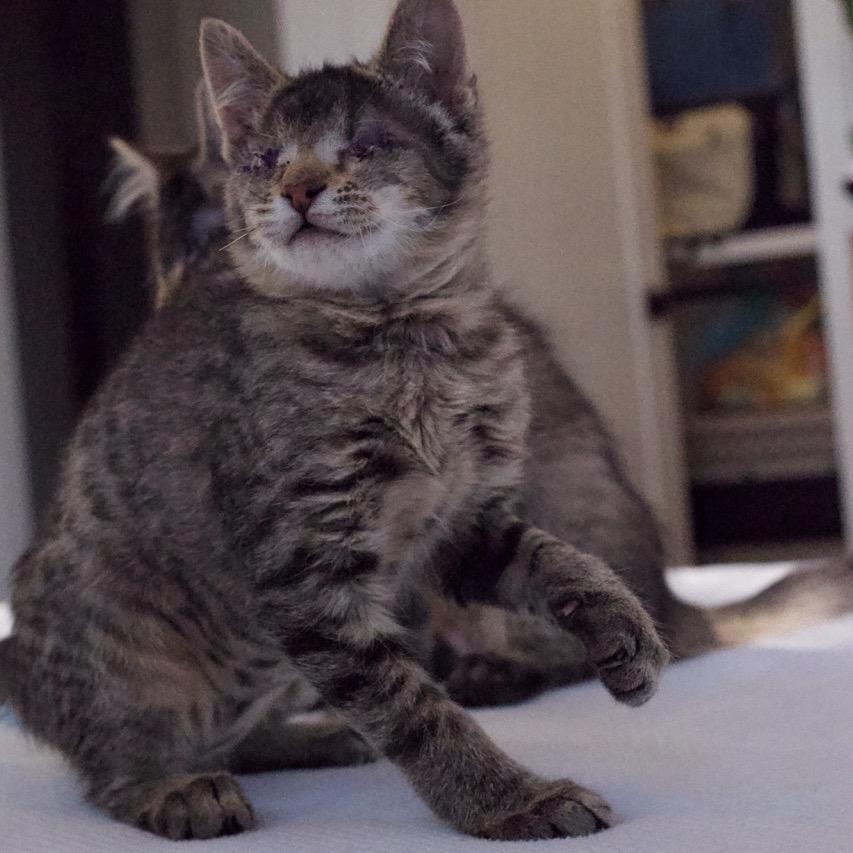 Enlarge Beanie, a Adoptable Domestic Short Hair in Nashville, TN image 2/6