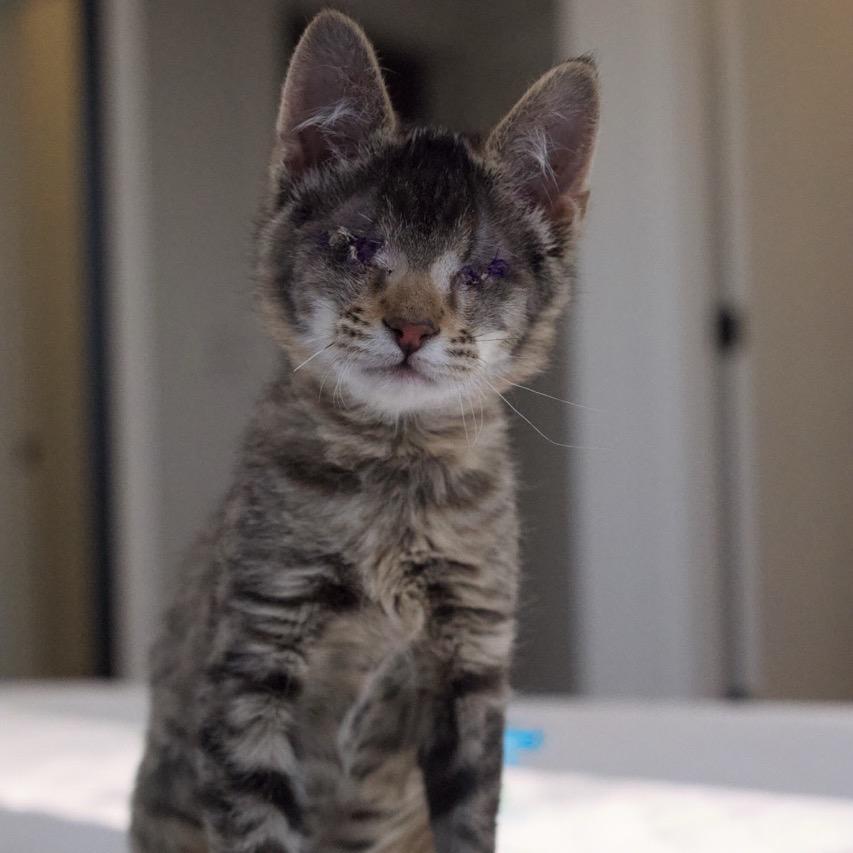Enlarge Beanie, a Adoptable Domestic Short Hair in Nashville, TN image 3/6
