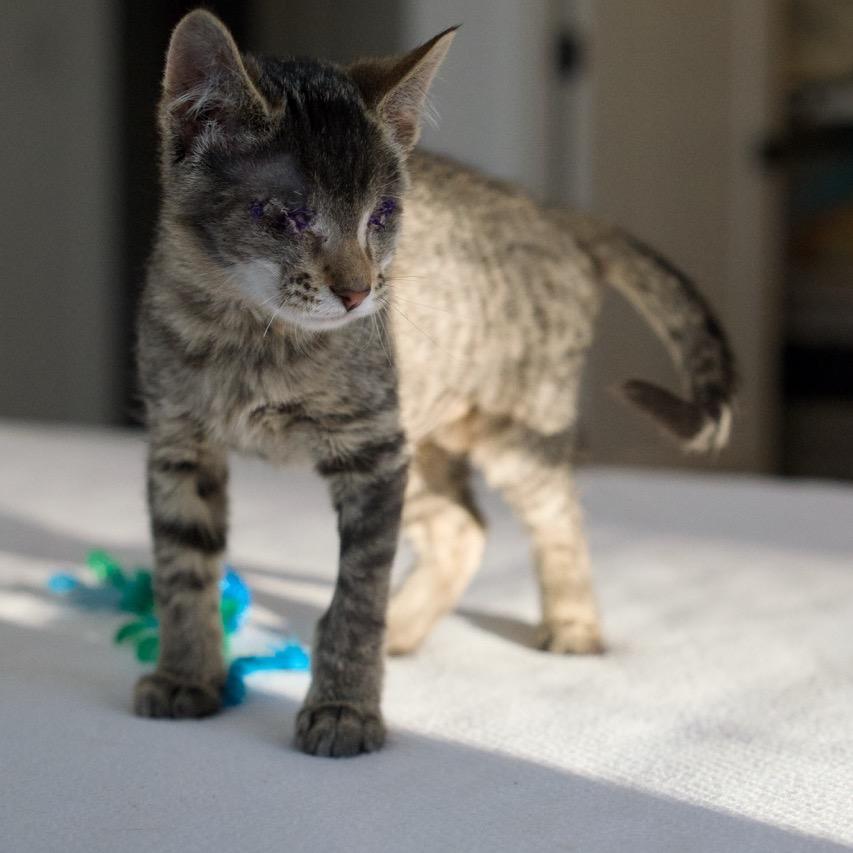 Enlarge Beanie, a Adoptable Domestic Short Hair in Nashville, TN image 4/6
