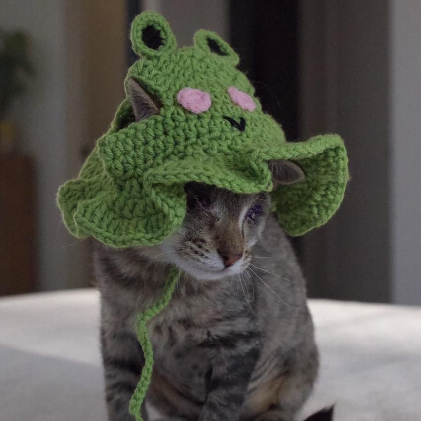 Enlarge Beanie, a Adoptable Domestic Short Hair in Nashville, TN image 5/6