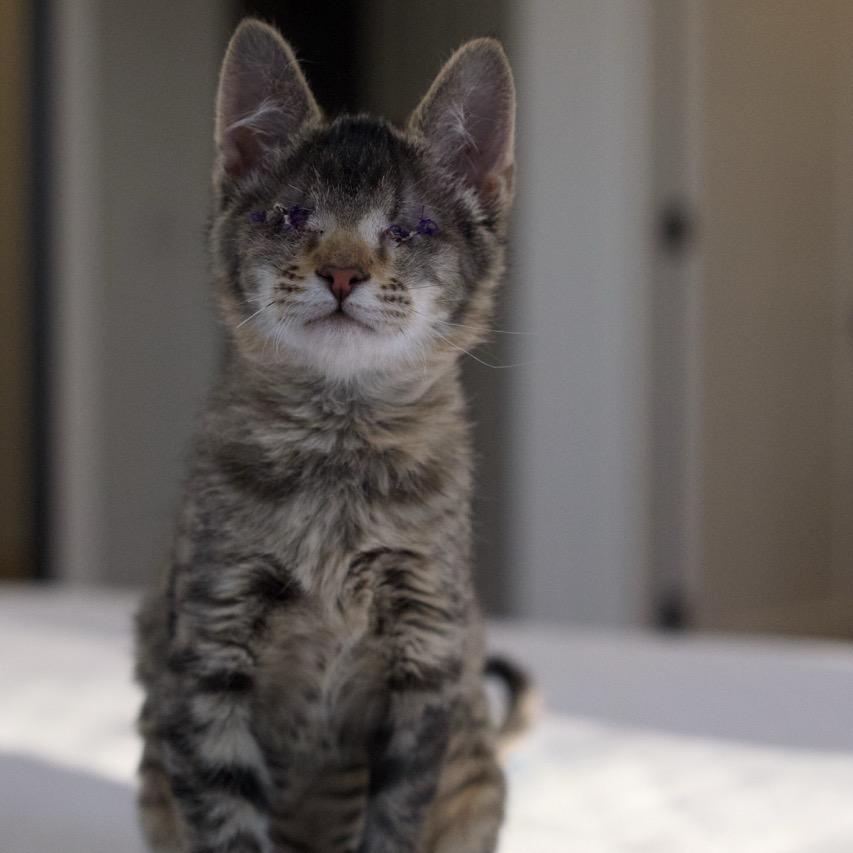 Enlarge Beanie, a Adoptable Domestic Short Hair in Nashville, TN image 6/6